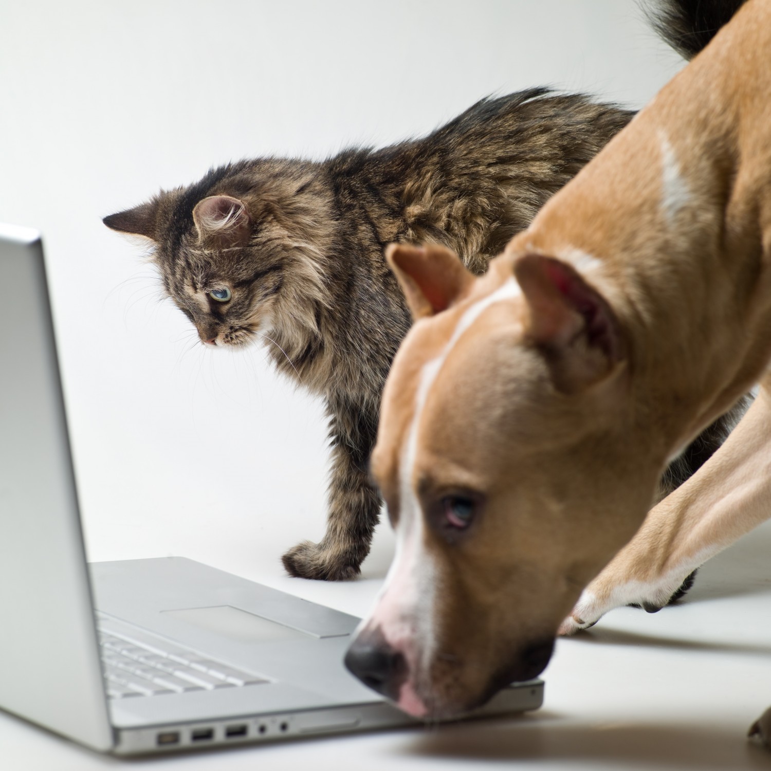 Dog and Cat Looking at Laptop